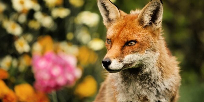 Red fox in front of colorful flower garden