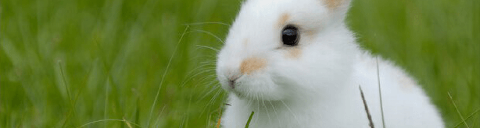Animal Issues | PETA Animal Issues | PETA