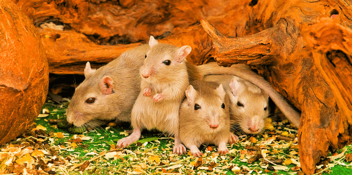 Four brown mice gather in the grass