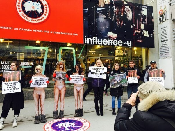PETA Canada Goose Campaign