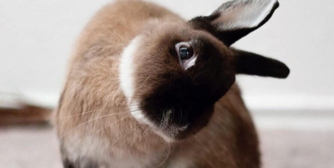 Why is my Rabbit Losing Fur around his Eyes?