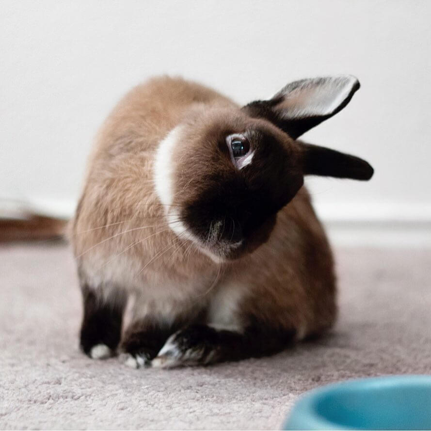 Is Your Rabbit Sick? 9 Signs The Answer May Be 'Yes' | Peta