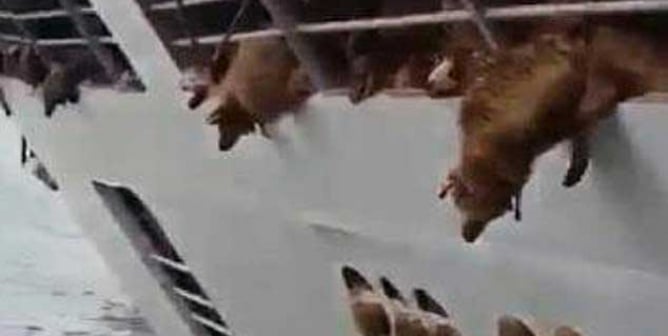 Live-Export Ship Capsizes; 14,000+ Sheep Drown
