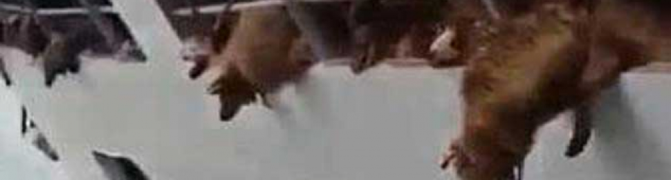 Live-Export Ship Capsizes; 14,000+ Sheep Drown