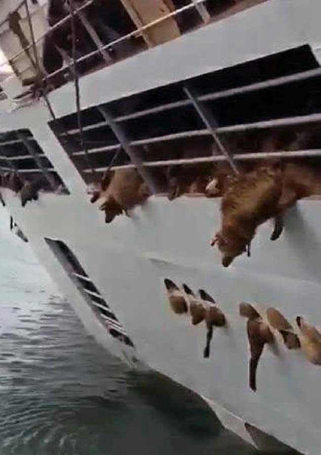 Death Ship' That Capsized Hid Secret Decks of Sheep | PETA Death Ship' That Capsized Hid Secret Decks of Sheep | PETA