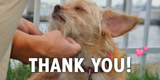 See the List! 64 Ways We Made the World Kinder to Animals in 2019