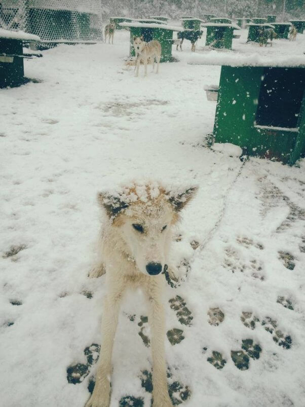 Snowy Owl Tours provided the dogs used in Disney