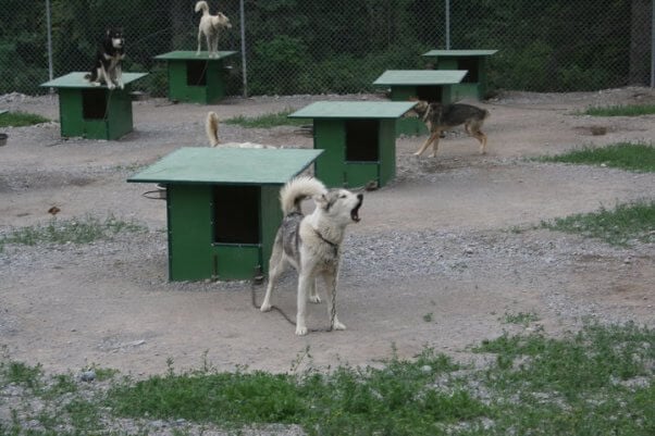 Snowy Owl Tours provided the dogs used in Disney