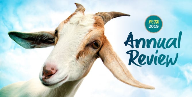 PETA 2019 Annual Review