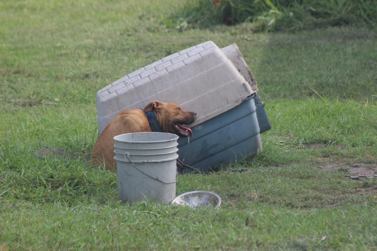 Pictures 15 Reasons Never to Chain Dogs PETA