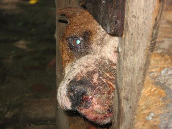 Animals Helped by PETA