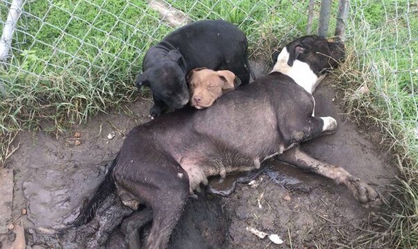 Animals Helped in November 2019 by PETA
