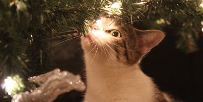 short haired cat under christmas tree with lights