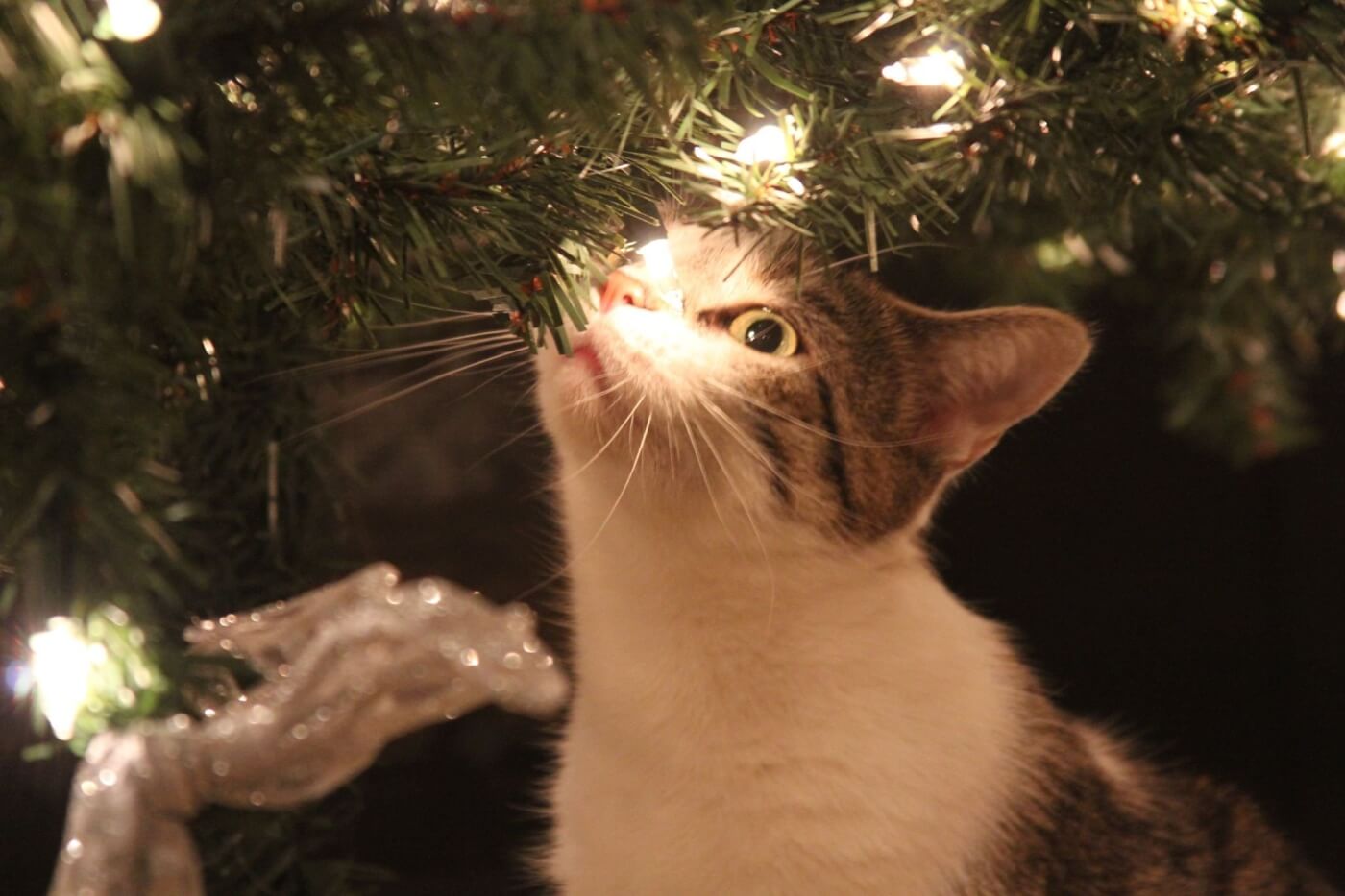 short haired cat under christmas tree with lights