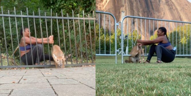 Free To A Good Home Death And Despair On Craigslist Peta