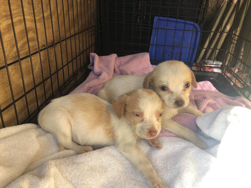 Animal rescue stories store 2019