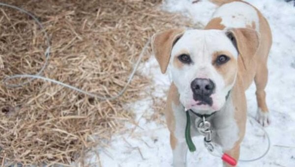 Dog in Snow