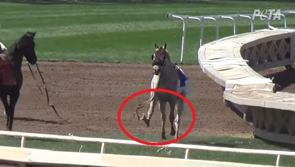 New Bills Aim to End $230 Million in Corporate Welfare for New York Horse Racing