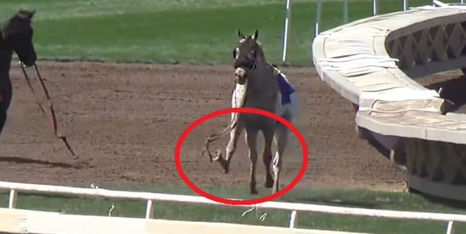 Tell NY Governor to End Corporate Welfare for Horse Racing Cruelty