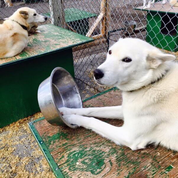 Snowy Owl Tours provided the dogs used in Disney