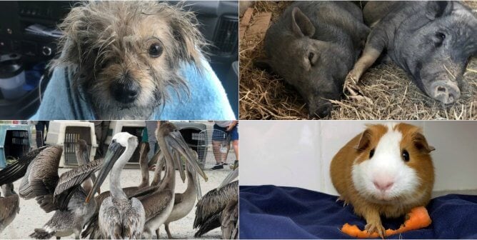 Top PETA Rescues of 2019