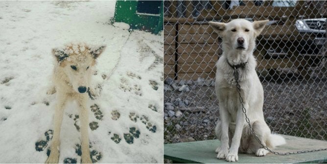 Snowy Owl Sled Dog Tours provided the dogs used in Disney's 'Togo.'