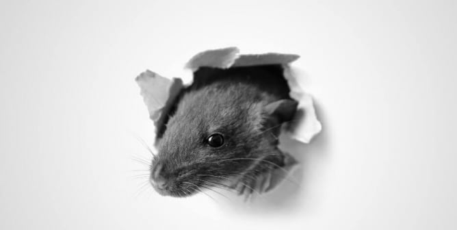 Teaching With Film: Meet Scientists Who Choose Not to Experiment on Animals