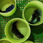 Betta Fish in Tiny Bottles at Petco Supplier