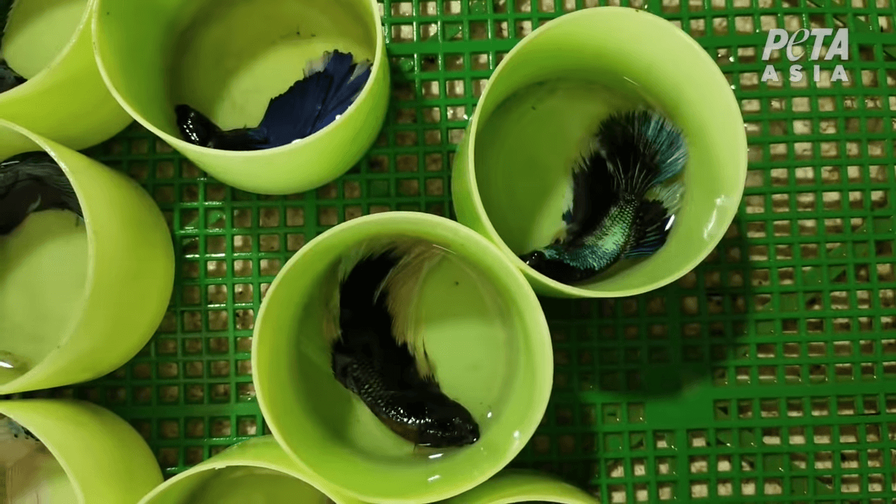 Betta Fish in Tiny Bottles at Petco Supplier