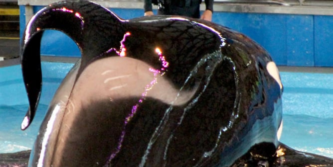 kyuquot orca seaworld