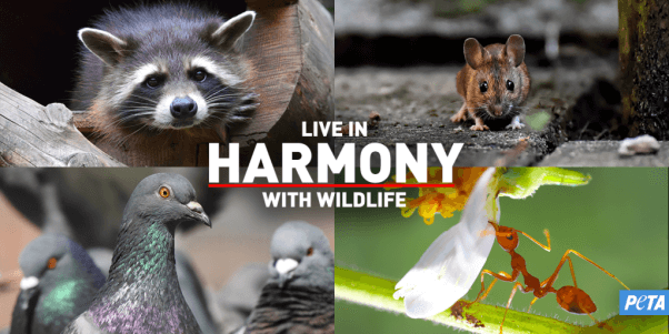 "Live in Harmony With Wildlife" collage of raccoon, mouse, pigeon, any