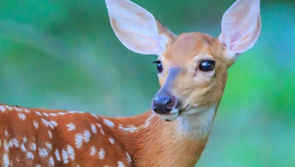 The City of Lakeway, Texas, Votes to Continue to Torture Deer!