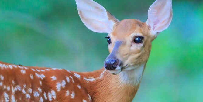 Close-up of pretty fawn
