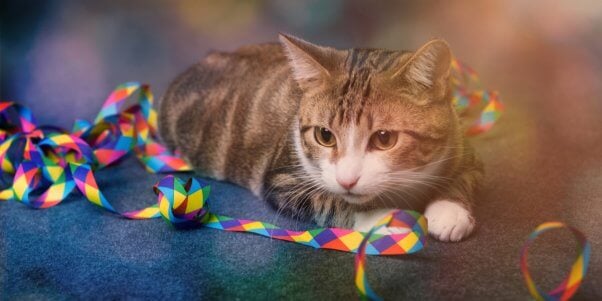 Tabby cat playing with colorful ribbon
