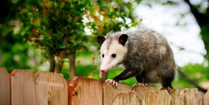 Cute opossum on fence