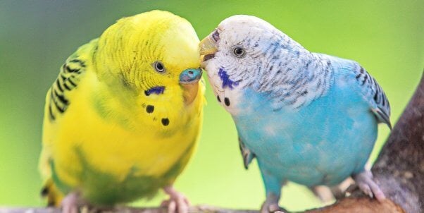 Two pretty parakeets on a branch
