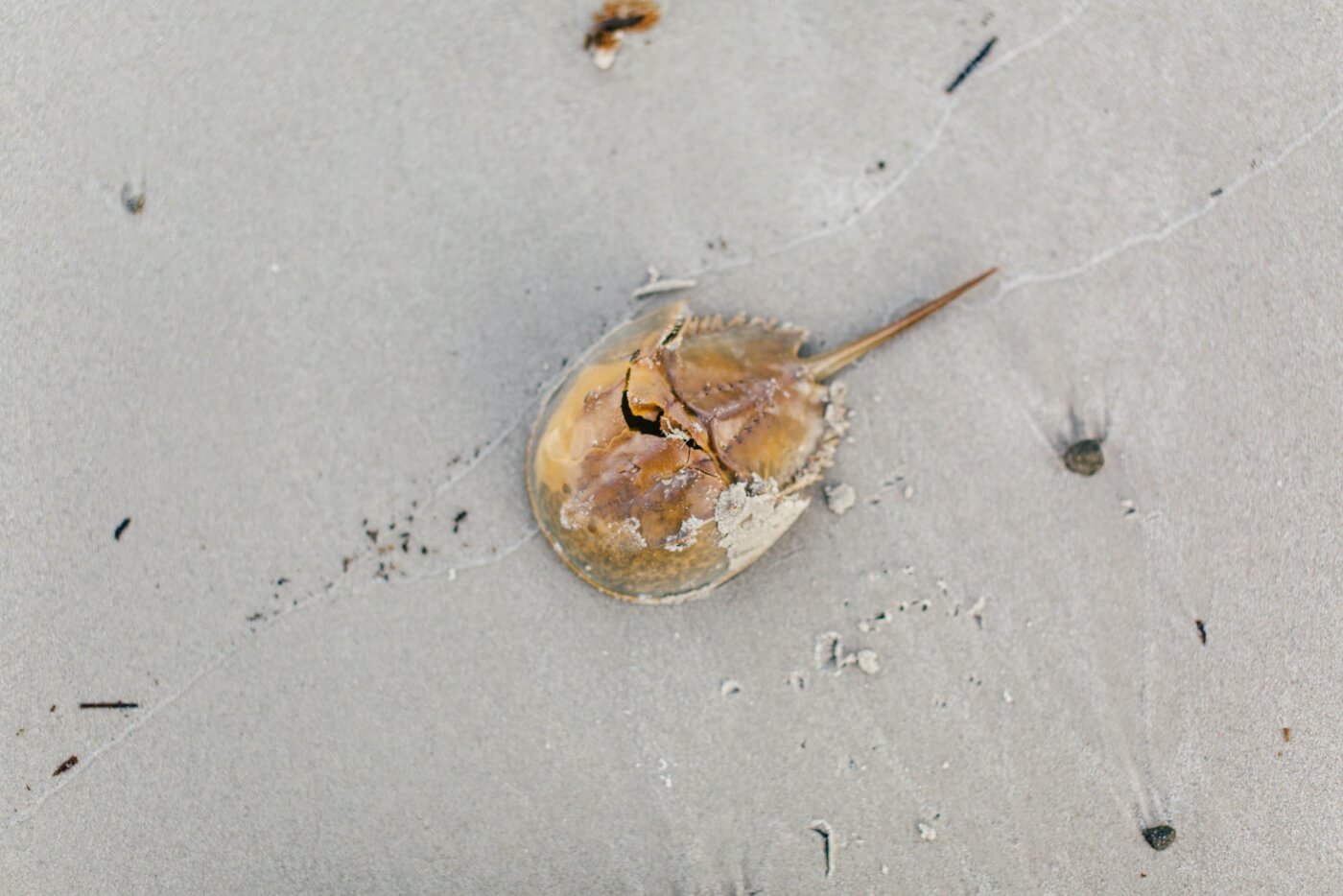 horseshoe crab pyrogen tests