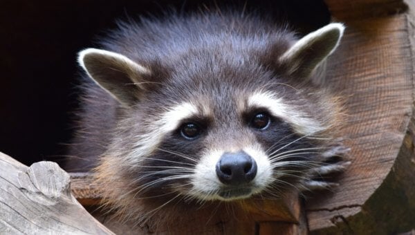Cute raccoon in the wild