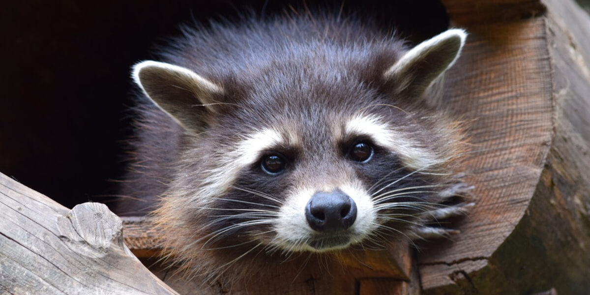 raccoon 853830 1280 1 How Wildlife Is Exploited and What You Can Do | Issues