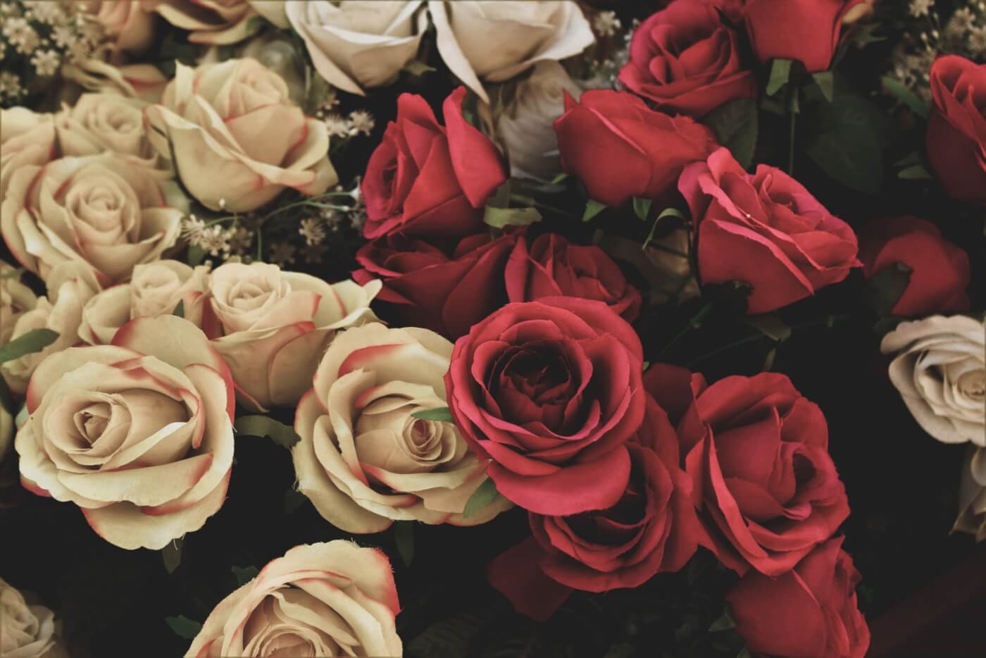 red and cream colored assorted roses