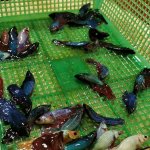 betta fish investigation thailand supplier