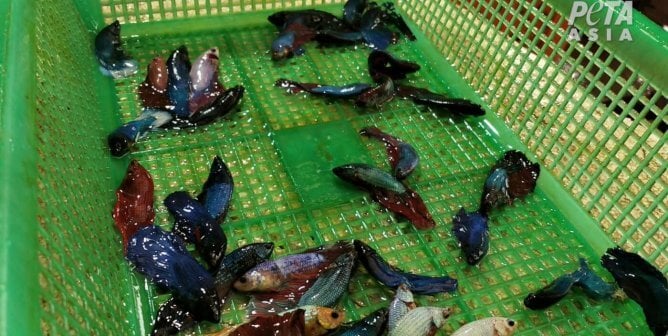 betta fish investigation thailand supplier