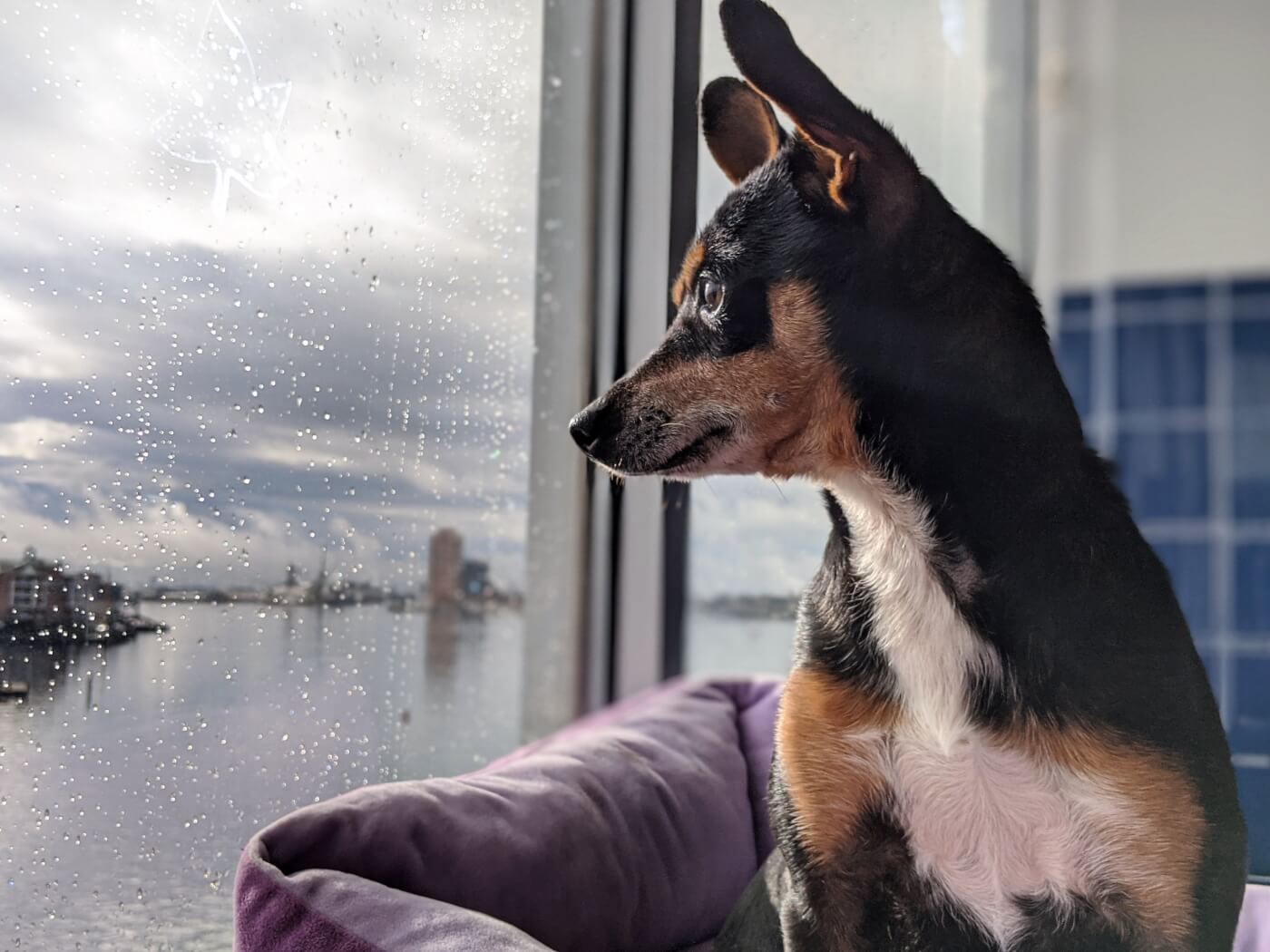 Apple Jack, a dog rescued by PETA, looking out window on a rainy day