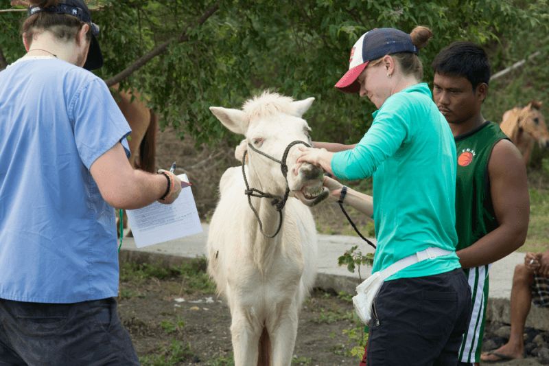 White horse receiving dental exam from PETA Asia at Taal volcano