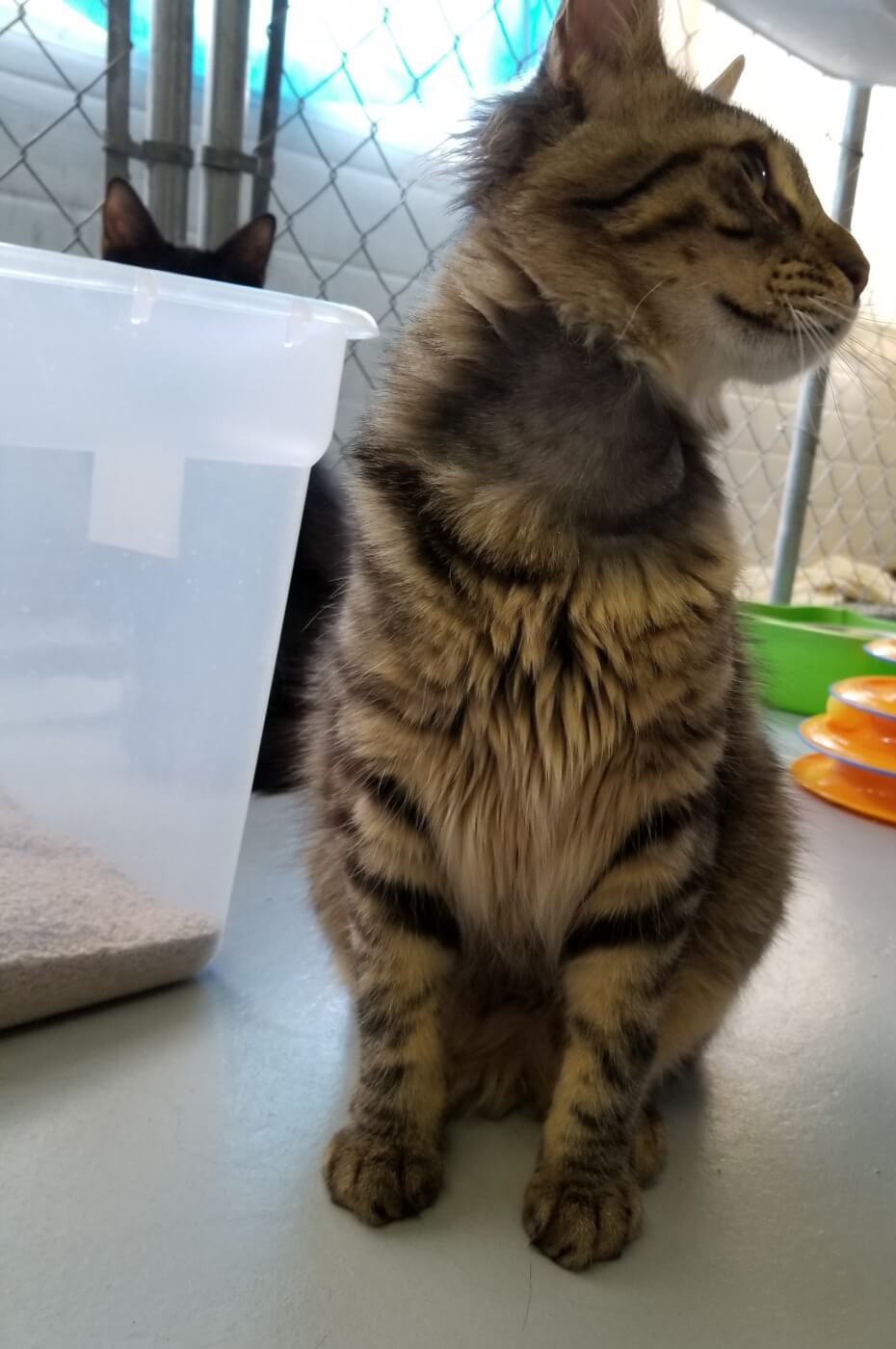 Tabby kitten at Animal Blood Resources Int'l