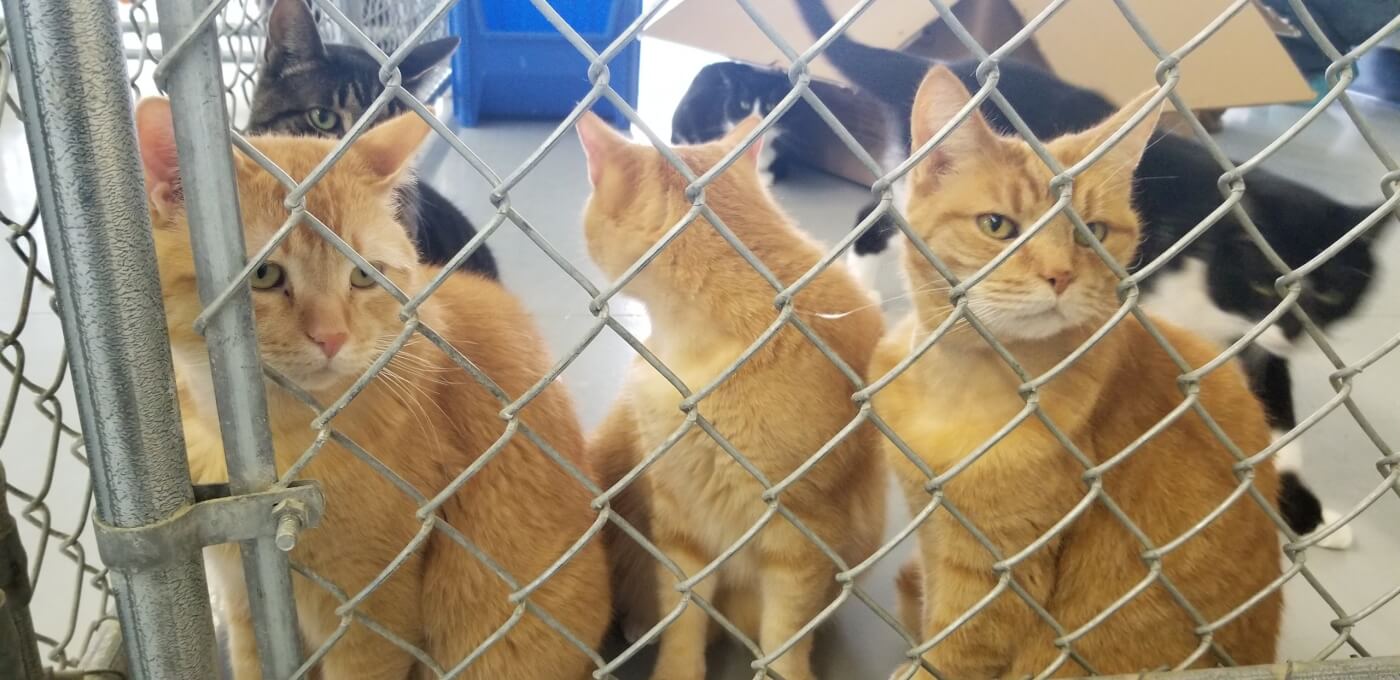 Multiple cats in an enclosure at Animal Blood Resources Int'l