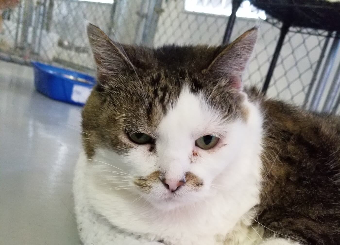 White and tabby cat at Animal Blood Resources Int