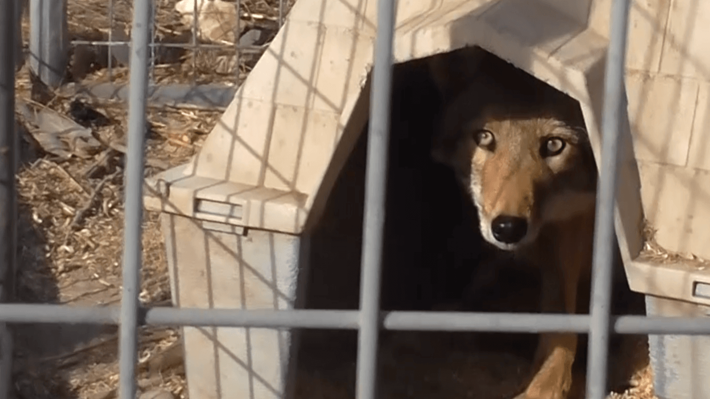 Suffering and Death at Hollywood Animal Supplier (Video) | PETA Suffering and Death at Hollywood Animal Supplier (Video) | PETA