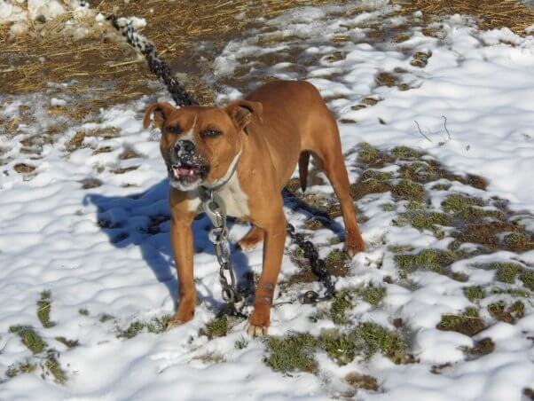 Chained Dog Who Became Too Aggressive to Be Adoptable