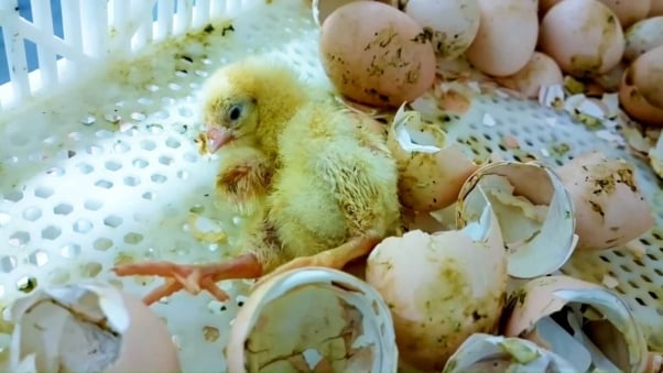 Baby Chicks Ground Up Alive at Sanderson Farms Hatchery